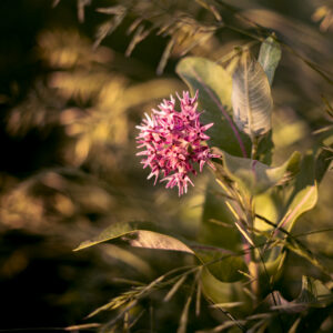 Trailside Wildflower–Colorado Botanical Photography