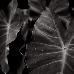 Elephant Ear Leaves – Texas Botanical Photography