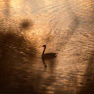 Goose on Pond – Fort Collins, Colorado Water Photography