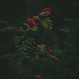 Mountain Ash Berries – Rocky Mountain National Park Photography