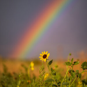 Sunflower and Rainbow – Limited Edition Colorado Photography