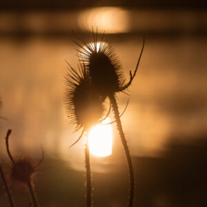Thistle at Sunset – Colorado Botanical Photography